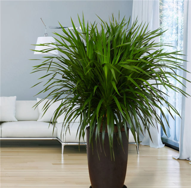 客厅上档次大型绿植有哪些？客厅7大高档绿植